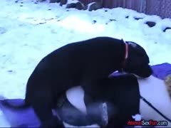 Wife dog xxx milf being raped by a dog outside while wearing stunning black lingerie